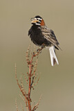 Image. Chestnut-collared Longspur