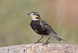 Image. Chestnut-collared Longspur