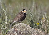 Image. Chestnut-collared Longspur