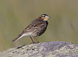 Image. Chestnut-collared Longspur