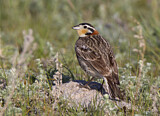 Image. Chestnut-collared Longspur