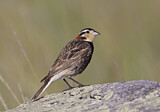 Image. Chestnut-collared Longspur