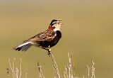 Image. Chestnut-collared Longspur