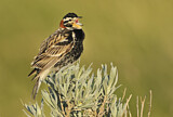 Image. Chestnut-collared Longspur