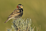 Image. Chestnut-collared Longspur