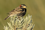 Image. Chestnut-collared Longspur