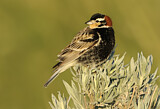 Image. Chestnut-collared Longspur
