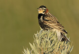 Image. Chestnut-collared Longspur