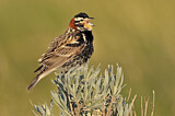Image. Chestnut-collared Longspur