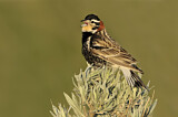 Image. Chestnut-collared Longspur