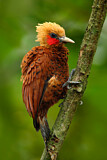 Image. Chestnut-colored Woodpecker