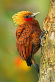 Image. Chestnut-colored Woodpecker