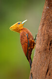 Image. Chestnut-colored Woodpecker