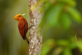 Image. Chestnut-colored Woodpecker