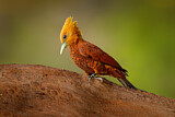 Image. Chestnut-colored Woodpecker
