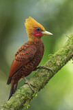 Image. Chestnut-colored Woodpecker