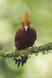 Image. Chestnut-colored Woodpecker