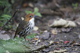 Image. Chestnut-crowned Antpitta