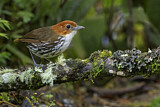 Image. Chestnut-crowned Antpitta