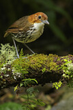 Image. Chestnut-crowned Antpitta