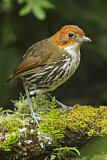 Image. Chestnut-crowned Antpitta