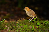 Image. Chestnut-crowned Antpitta