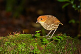 Image. Chestnut-crowned Antpitta