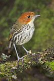 Image. Chestnut-crowned Antpitta