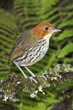 Image. Chestnut-crowned Antpitta