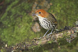Image. Chestnut-crowned Antpitta