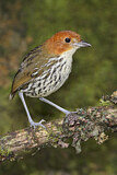 Image. Chestnut-crowned Antpitta