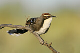 Image. Chestnut-crowned Babbler