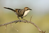 Image. Chestnut-crowned Babbler