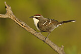 Image. Chestnut-crowned Babbler