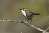 Image. Chestnut-crowned Babbler