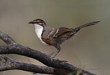 Image. Chestnut-crowned Babbler