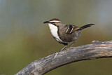 Image. Chestnut-crowned Babbler