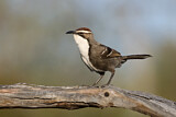 Image. Chestnut-crowned Babbler