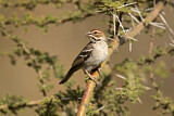 Image. Chestnut-crowned Sparrow-Weaver