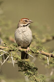 Image. Chestnut-crowned Sparrow-Weaver