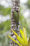 Image. Chestnut-fronted Macaw