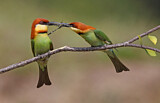 Image. Chestnut-headed Bee-eater