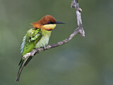 Image. Chestnut-headed Bee-eater