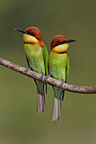 Image. Chestnut-headed Bee-eater