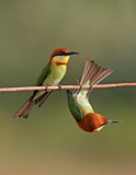 Image. Chestnut-headed Bee-eater