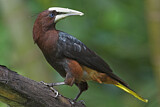 Image. Chestnut-headed Oropendola