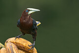 Image. Chestnut-headed Oropendola