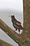 Image. Chestnut-headed Oropendola