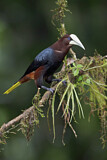 Image. Chestnut-headed Oropendola