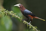 Image. Chestnut-headed Oropendola